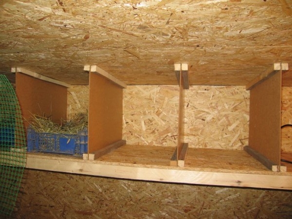 Строительство и обустройство курятника для несушек