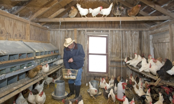 Как сделать курятник комфортным? Как сделать курятник комфортным?