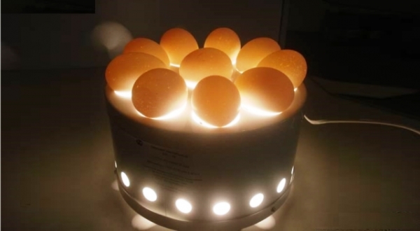 Подготавливаем яйца перед закладкой в инкубатор Подготавливаем яйца перед закладкой в инкубатор