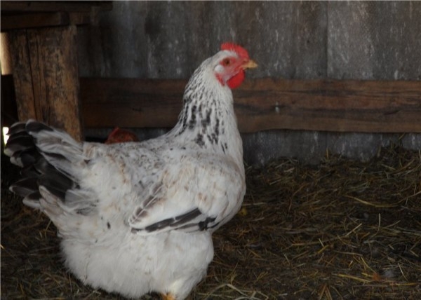 Куриные тяжеловесы