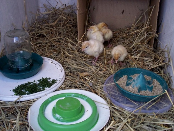 Индюки в хозяйстве: разведение в домашних условиях Индюки в хозяйстве: разведение в домашних условиях