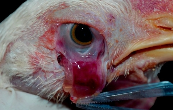 Все о болезнях глаз у курочек