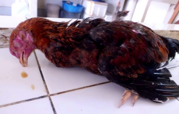 Почему цыплята опускают крылья?