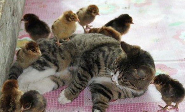 Нет предела доброте или чудеса материнства