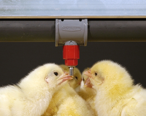 Энрофлон — эффективный антибиотик для курочек