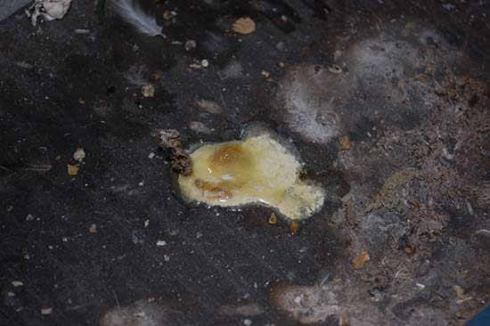 Понос у курочек — разбираем все аспекты успешного лечения!