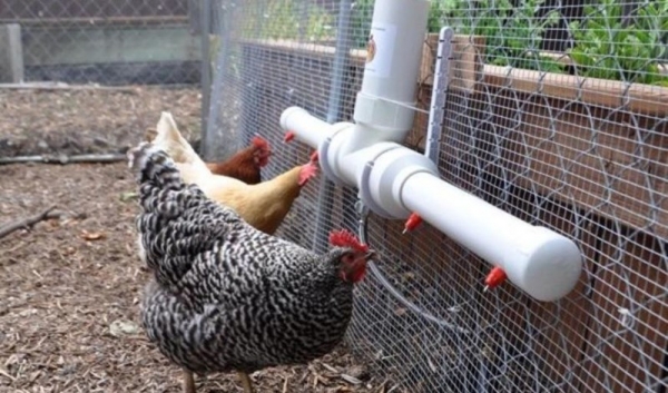 Мастерим ниппельную поилку курочкам Мастерим ниппельную поилку курочкам