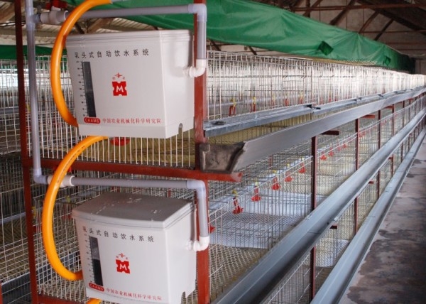 Как правильно содержать бройлеров в клетках Как правильно содержать бройлеров в клетках