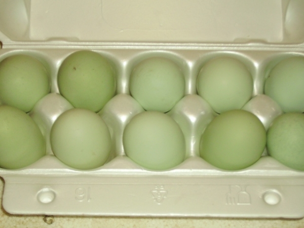 Почему куры несут яйца разного цвета? Почему куры несут яйца разного цвета?