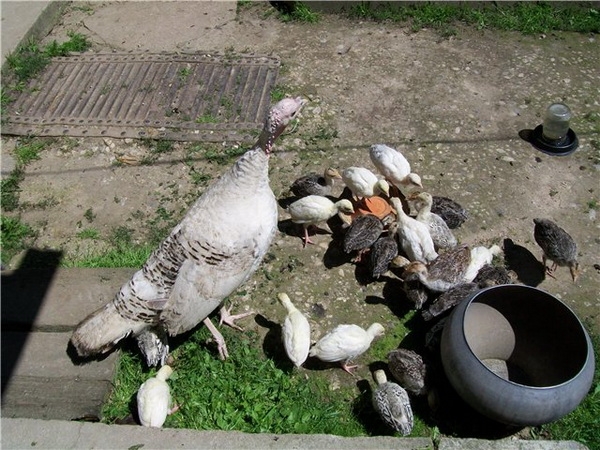 Как ухаживать и чем кормить индюшат в домашних условиях Как ухаживать и чем кормить индюшат в домашних условиях