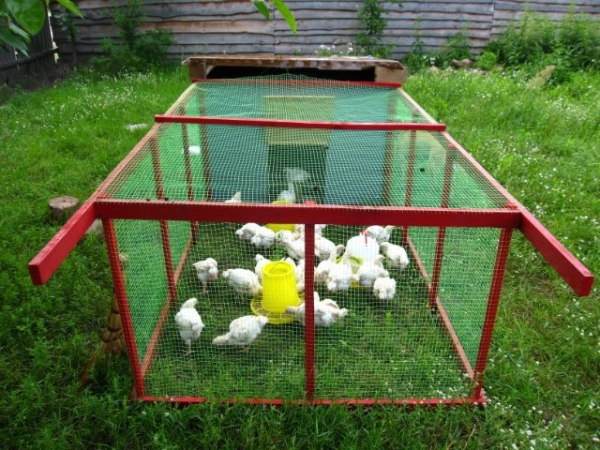 Как смастерить загон для курочек?