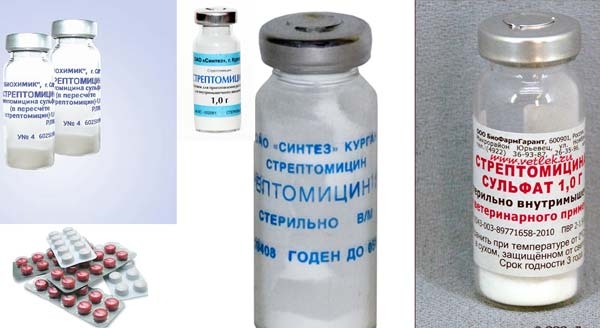 Что делать, если у кур ларинготрахеит