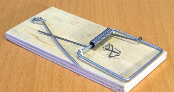 Вредные грызуны в курятнике — боремся с ними правильно!