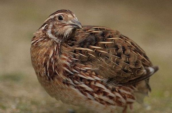 Все о разведении перепелов в домашних условиях Все о разведении перепелов в домашних условиях