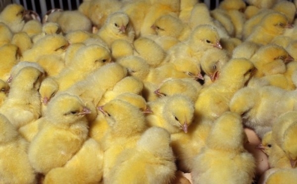 Как правильно кормить цыплят крапивой