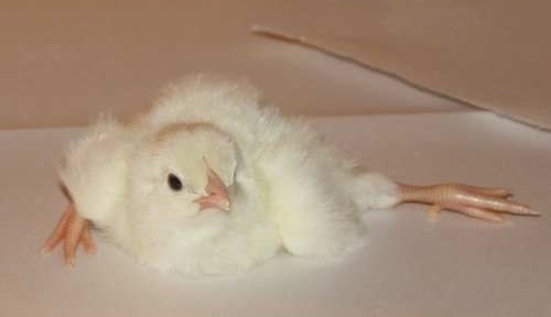 Проблема разъезжания лап у цыплят Проблема разъезжания лап у цыплят