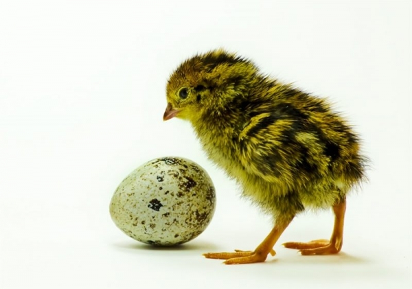 Все об инкубации перепелиных яиц Все об инкубации перепелиных яиц