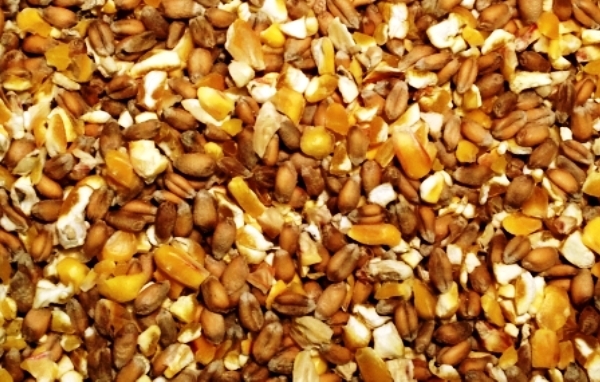 Все о кормлении несушек комбикормом