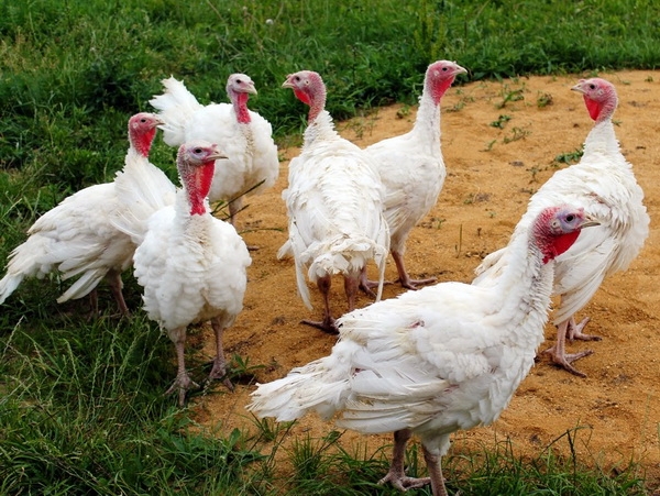 Индюки в хозяйстве: разведение в домашних условиях Индюки в хозяйстве: разведение в домашних условиях