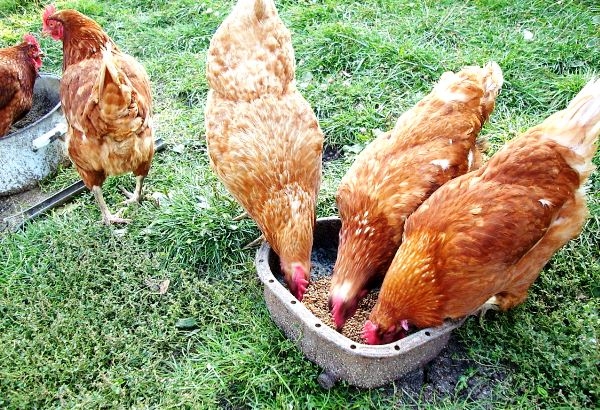 Яйца с двумя желтками — ждем близнецов? Яйца с двумя желтками — ждем близнецов?