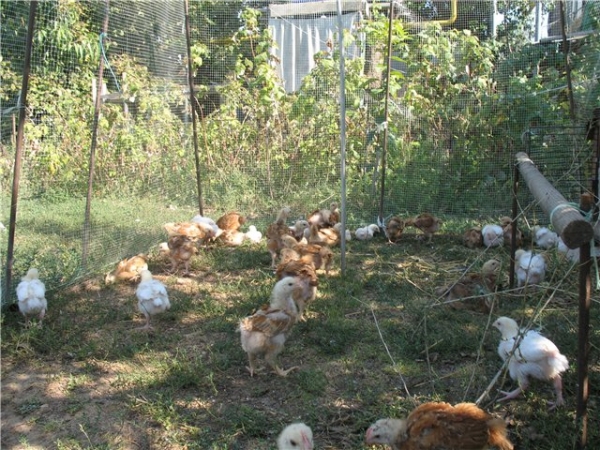 Мастерим загончик цыплятам Мастерим загончик цыплятам