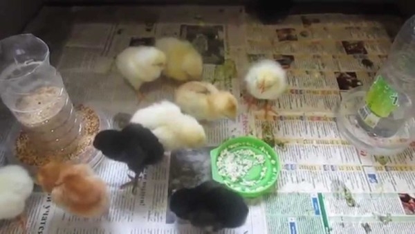 Цыплята вылупились в инкубаторе, и что делать дальше с суточными за новорожденными?