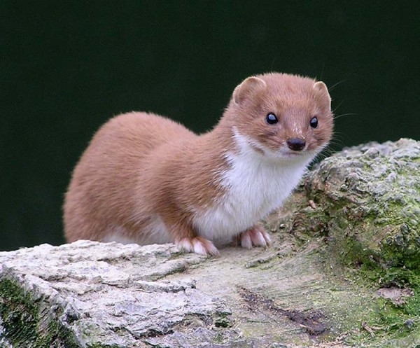 Избавляемся от лесных хищников в курятнике Избавляемся от лесных хищников в курятнике