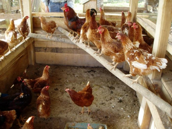 Какие бывают курятники — идеи для дизайна