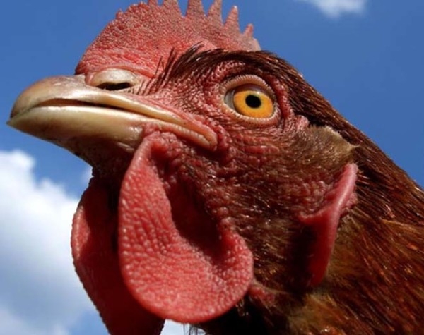 Все о болезнях глаз у курочек