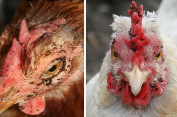 Что делать, если у курицы завелись вши или блохи?