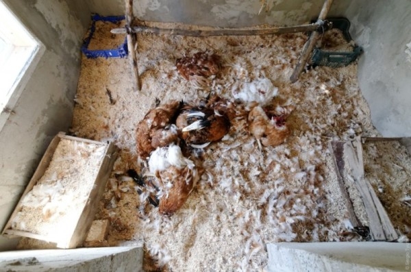 Избавляемся от лесных хищников в курятнике Избавляемся от лесных хищников в курятнике