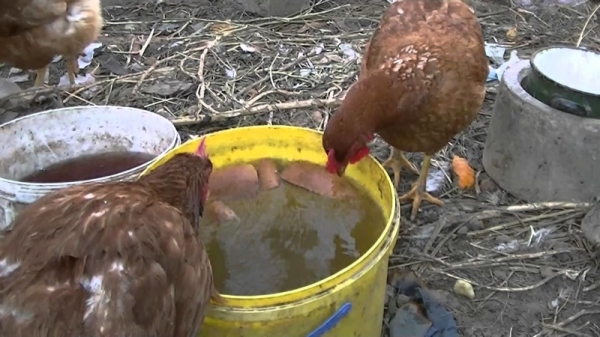 Есть ли место хлебу в рационе несушек