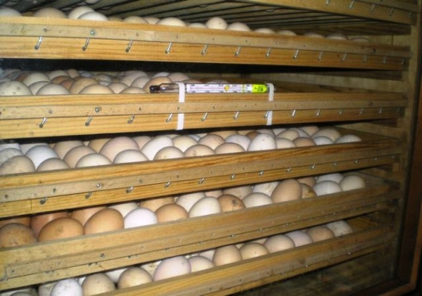 Подготавливаем яйца перед закладкой в инкубатор Подготавливаем яйца перед закладкой в инкубатор