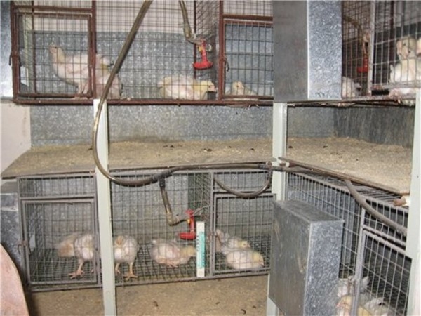 Строим курятник бройлерам