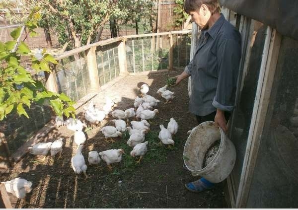 Как правильно кормить цыплят крапивой