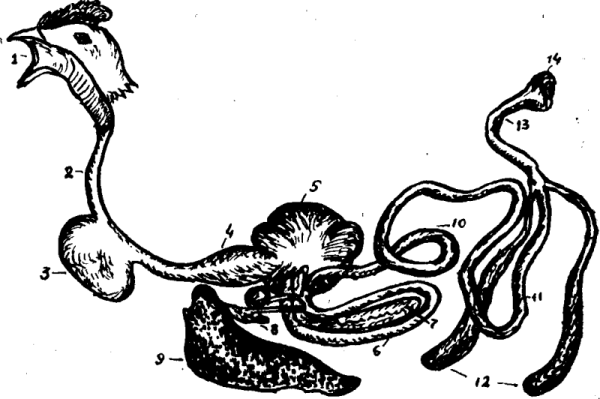 Куриная анатомия от А до Я Куриная анатомия от А до Я