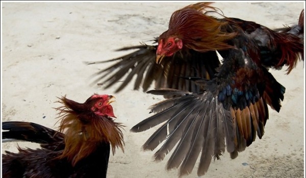 Собрание самых интересных фактов о жителях курятника Собрание самых интересных фактов о жителях курятника