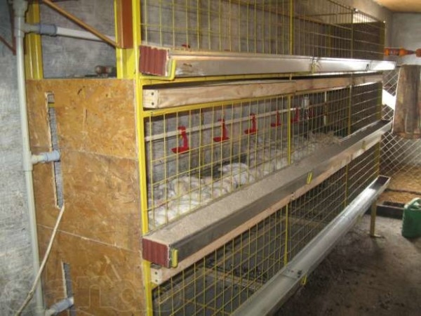 Как правильно содержать бройлеров в клетках Как правильно содержать бройлеров в клетках