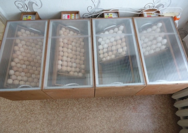 Инкубаторы Блиц — мини-фабрика по производству цыплят