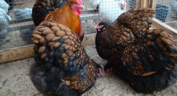 Куриные тяжеловесы