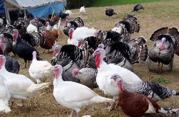 Индюки в хозяйстве: разведение в домашних условиях Индюки в хозяйстве: разведение в домашних условиях