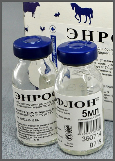 Энрофлон — эффективный антибиотик для курочек