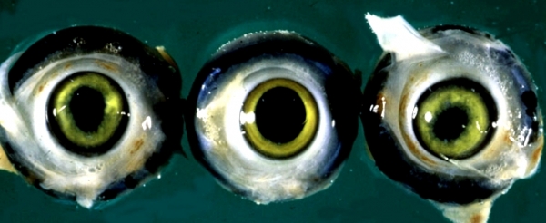 Все о болезни Марека у курочек