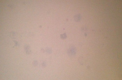 Обои просвечивают после наклейки Обои просвечивают после наклейки